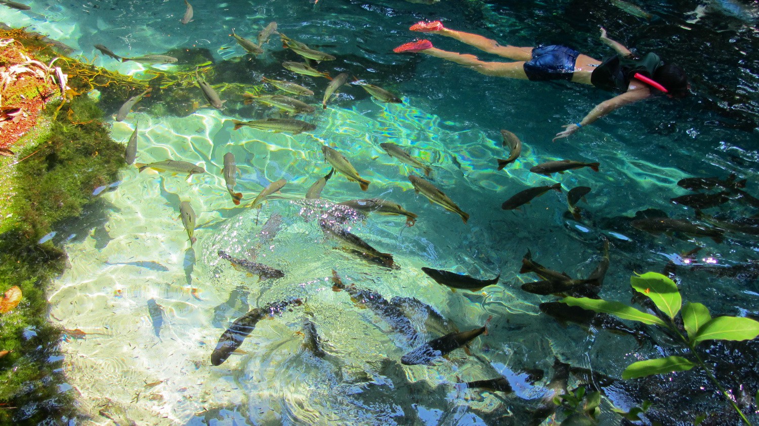 Snorkeling with many fishes